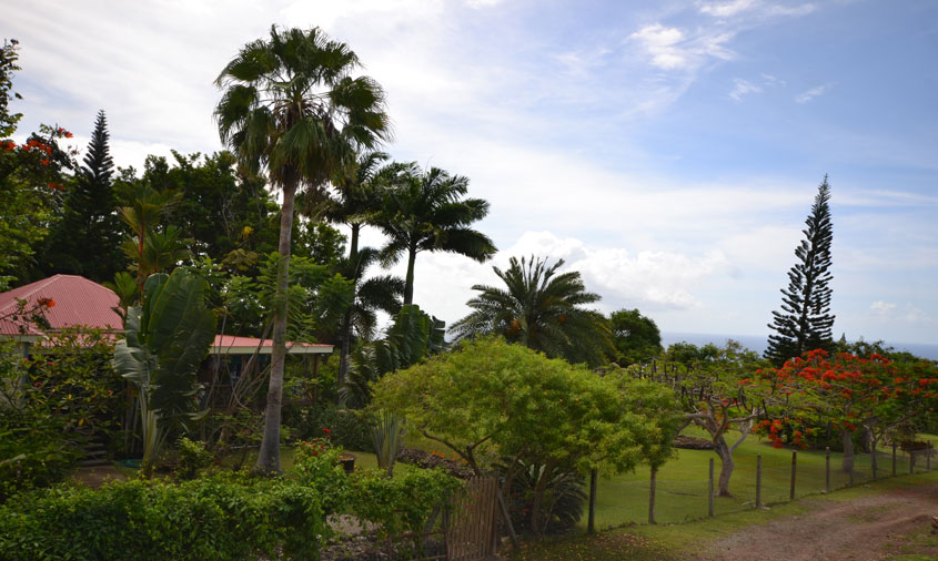 Monkey Blind, Guest Cottage, view